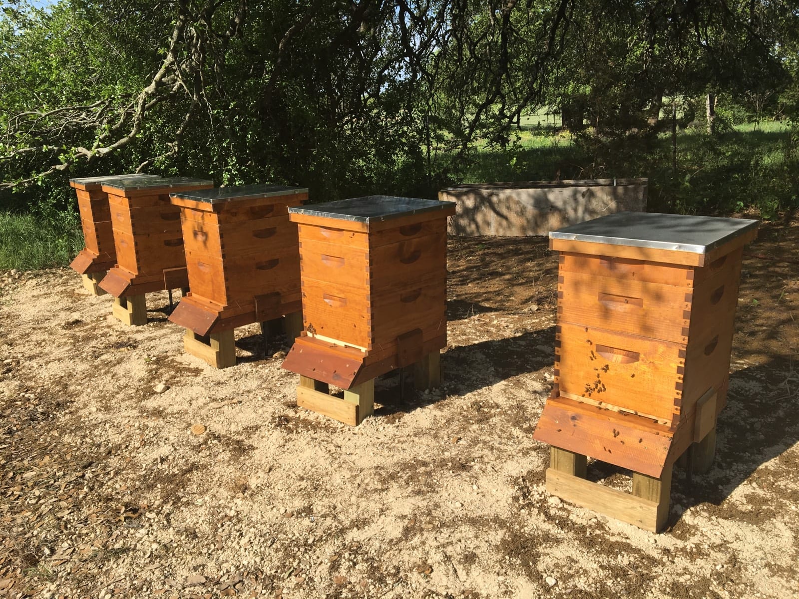 Langstroth beehives at Humphries Ranch
