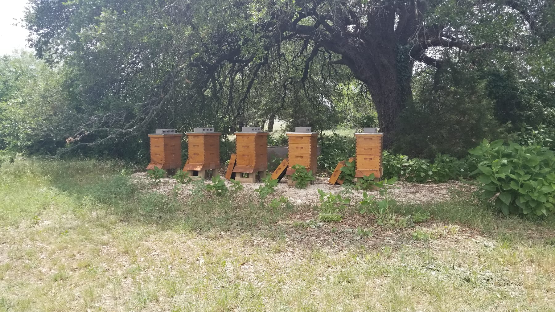 Humphries Ranch beehives under a live oak tree in the Texas Hill Country